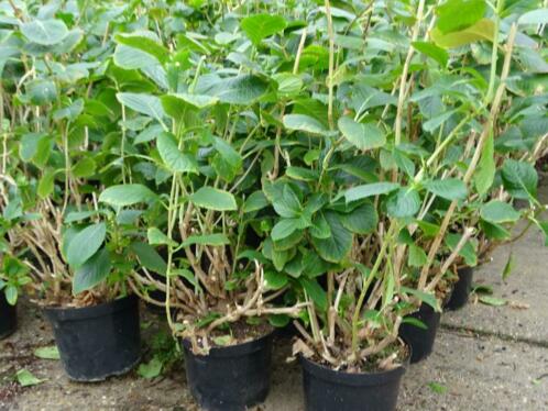 Dubbelkleurige hortensia planten, mooie boerenhortensia039s 