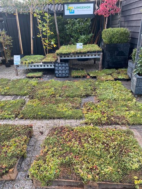 Duurzame tuin mooi groenblijvende sedum matten 80x120 cm