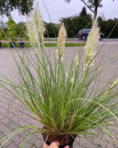 Dwerg en Reuzen pampas Gras, 75 cm tm 200 cm in 7 soorten