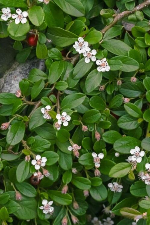 Dwergmispel Cotoneaster dammeri 5-10 Pot P9