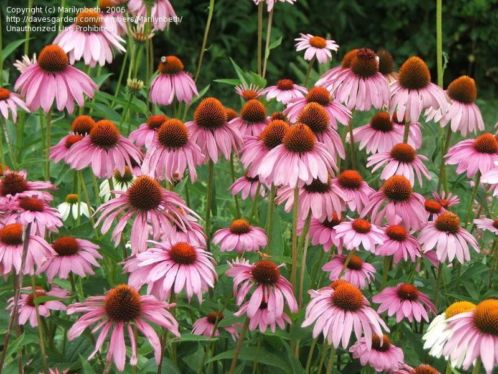  Echinacea purpurea Magnus (zonnehoed) in een P11 pot.