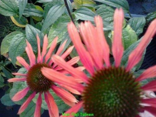 Echinacea Summer Coctail zonnehoed vasteplant