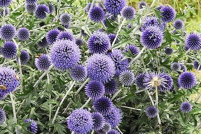 Echinops 