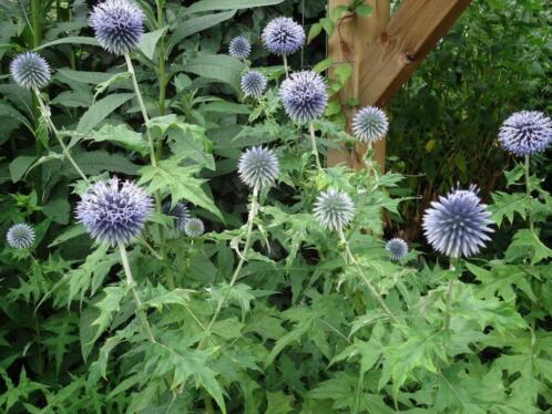 Echinops ritro Veitchs blue