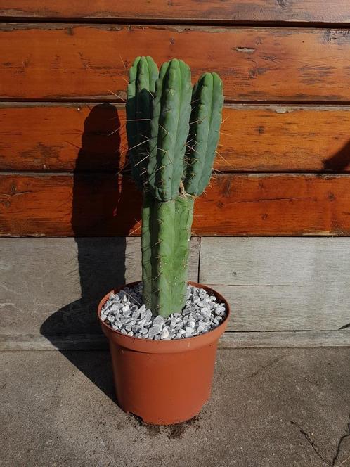 Echinopsis lageniformis Bolivan torch cactus in 5L pot