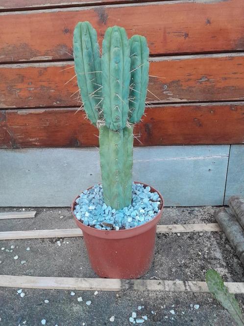 Echinopsis lageniformis Bolivan torch cactus vertakt 60cm