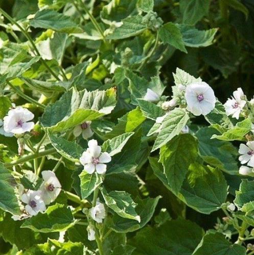 Echte heemst (Althea officinalis)