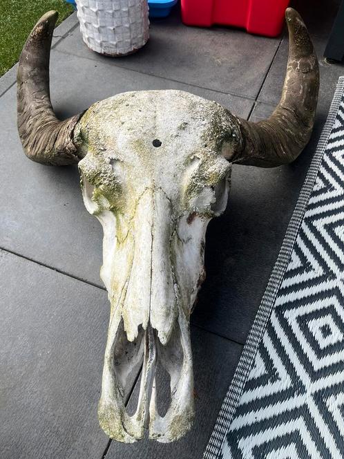 Echte waterbuffel schedel