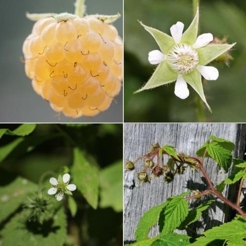 Eetbare tuin - Rubus idaeus x27Fallgoldx27 - gele herfstframboos
