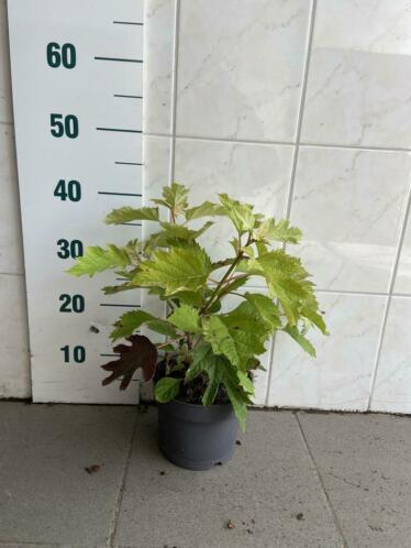 Eikenblad hortensia