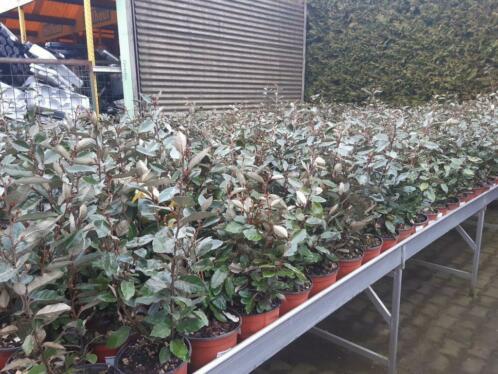 elaeagnus struiken compacta