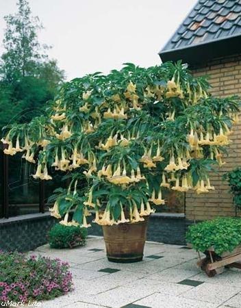 Engelen trompet, Brugmansia,  7,50