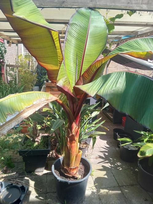 ensete maurelli stamhoogte 70cm (rode banaanplant)