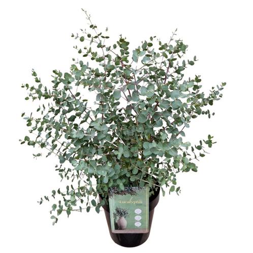 Eucalyptus P13 struik