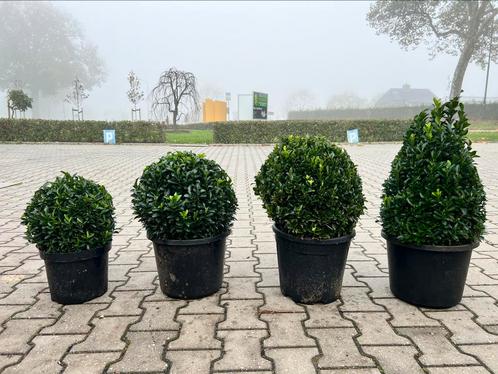 Euonymus Green Spire, groene bollen en piramide