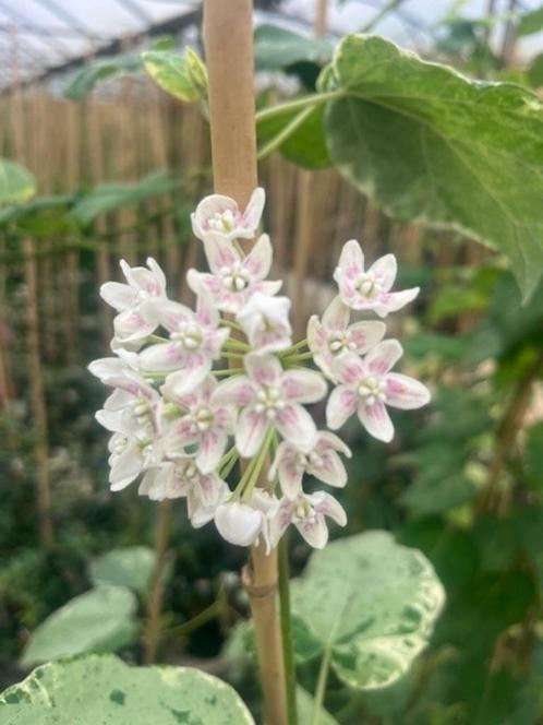 Exclusieve plant, Dregea sinensis, Chinese Wattakaka