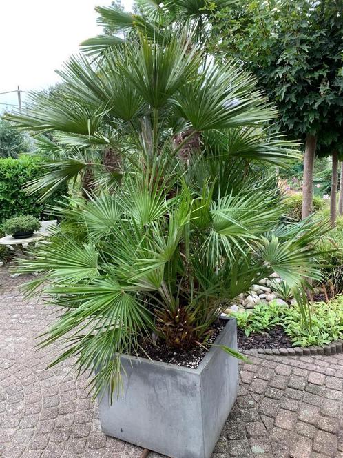 Exotische planten met pot