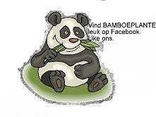 Fargesia Murieliae 034Bimbo039039 niet woekerende bamboe