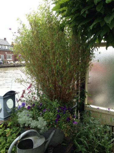 Fargesia murieliae bamboe