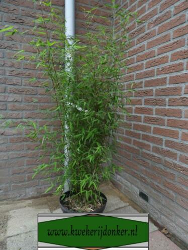 Fargesia sp.Jiuzhaigou Genf, opgaande niet woekerende bamboe
