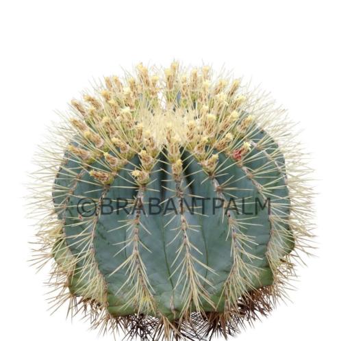 Ferocactus glaucescens in decoschaal (diverse afmetingen)