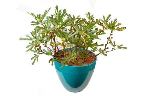 Ficus Little Miss Figgy , dwerg vijg met veel zoete vruchten