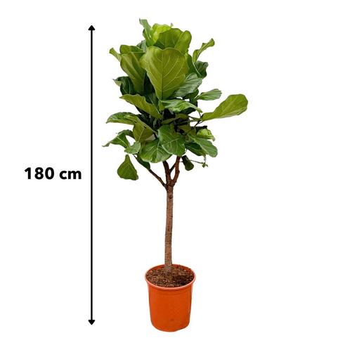 Ficus Lyrata boom - 170  180cm - 30
