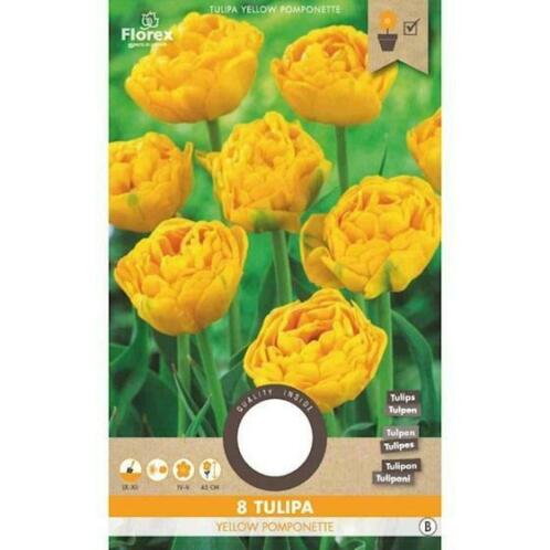 Florex Tulp Yellow Pomponette Geel Bloembollen 8 st.