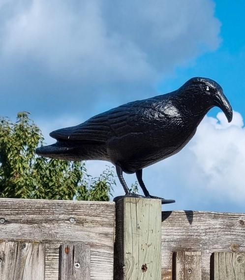 For sale Vogel verjager tuin grote zwarte kraai