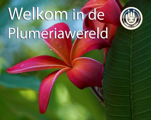 Frangipani  Plumeria rubra Bali planten