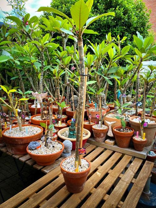 Frangipani  Plumeria rubra Tempelboom Bali planten