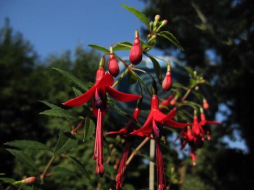 Fuchsia met veel Miniatuur bloempjes. (vast)