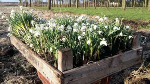 Galanthus nivalis 039flore pleno039 dubbele sneeuwklokjes 