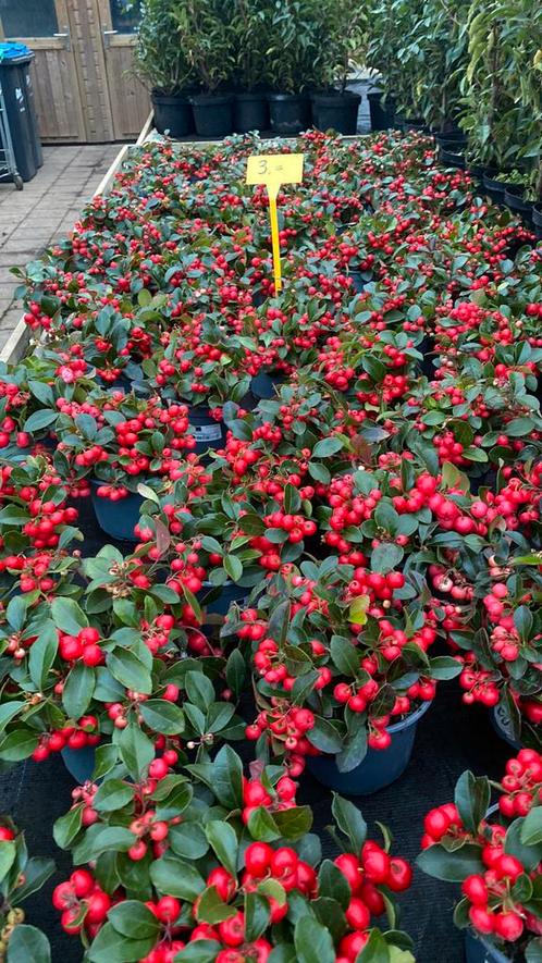 Gaultheria geneeskrachtig en mooi