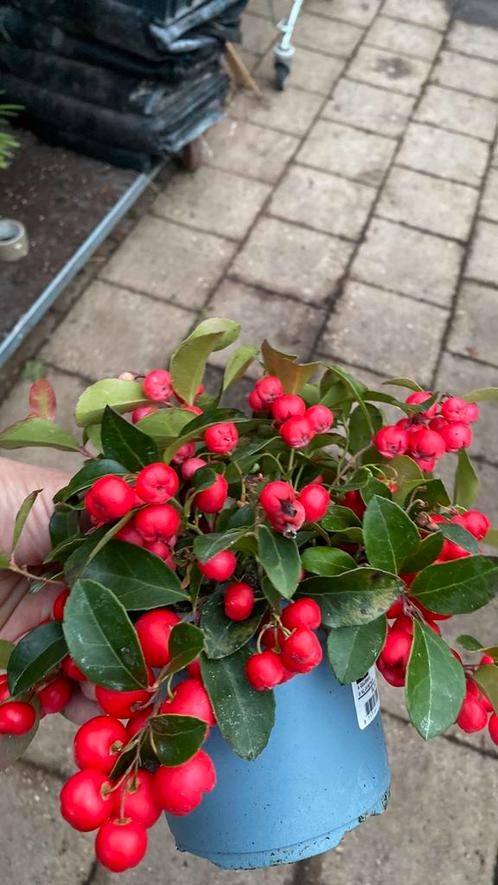 Gaultheria veel bessen, top kwaliteiten mooi in 11 en 12 cm