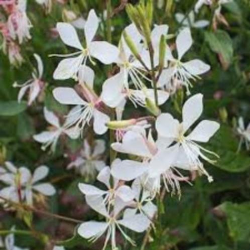 Gaura lindheimeri of prachtkaars vaste plant, pot, tuin 