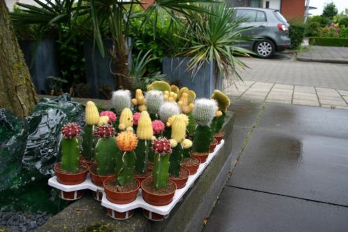 Geente cactussen 8,5 cm potmaat