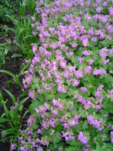 geranium cantabrigense camebridge