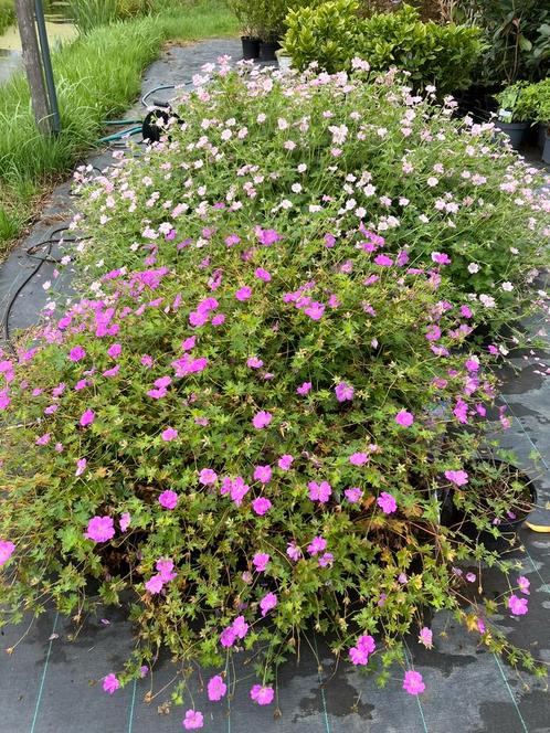 Geranium rozanne, blushing turtle en dreamland