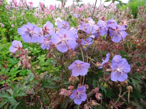 geranium Victor Reiter