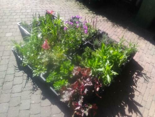 Gevarieerde partij planten 69 stuks voor-8-10M2 beplanting