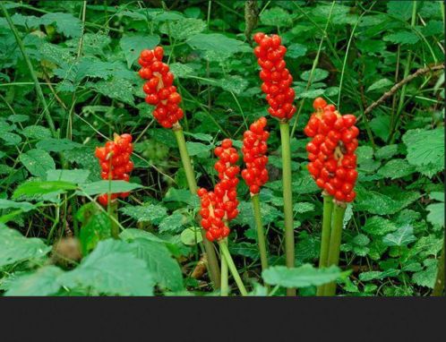 Gevlekte Aronskelk (Arum maculatum) zaden en plantjes