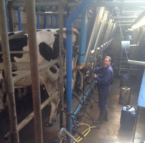 Gezocht boerderij (met melkvee) om te mogen helpen