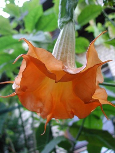 GEZOCHT Brugmansia Langenbuscher Garten