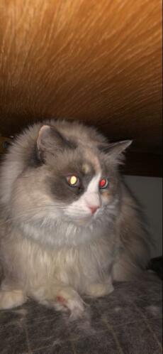 Gezocht dierenvriend