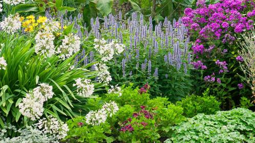 Gezocht gratis tuinplanten  struiken  grassen  boompjes