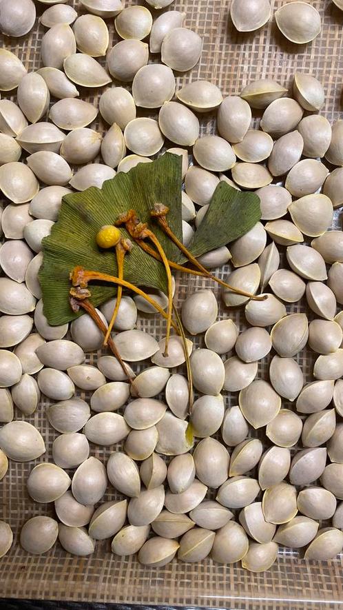 Ginkgo  Biloba noten of zaden 100stuks