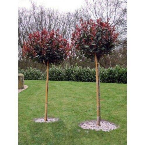 Glansmispel op stam (Photinia fraseri 039Red Robin039)