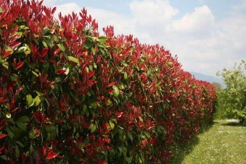 Glansmispel Photinia Fraseri Red Robin 100-125cm