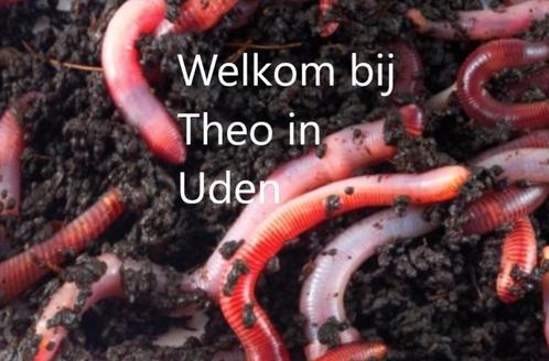 Goedkoopste Tijgerwormen voor wormhotel en tuin, en vissen
